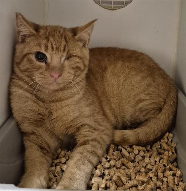 DR BOB NIBBLES - Domestic Short Hair available for adoption