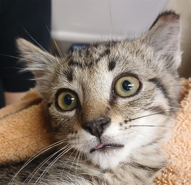 CRACKLE - Domestic Short Hair available for adoption