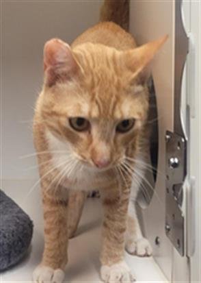 STAPLER - Domestic Short Hair available for adoption