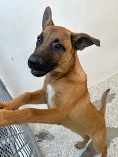 LOBO MICHAEL WOLF - German Shepherd Dog available for adoption