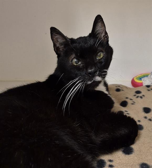 CUPCAKE - Domestic Short Hair available for adoption