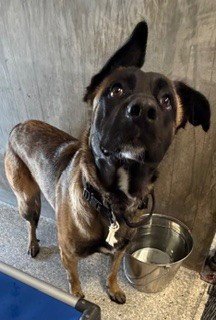 RILEY - Belgian Shepherd Malinois available for adoption