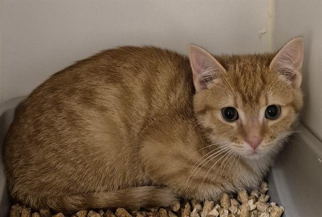 SHERBERT - Domestic Short Hair available for adoption