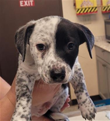 BINGO - Australian Cattle Dog/Blue Heeler available for adoption