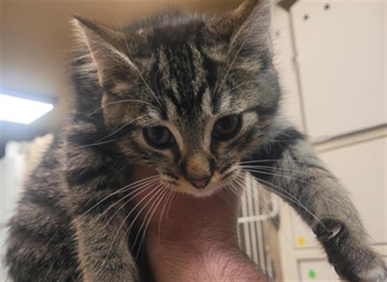 LILY ROSE - Domestic Short Hair available for adoption