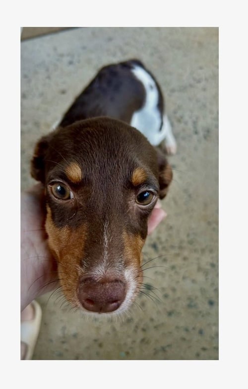 VIOLET - Beagle / Dachshund available for adoption