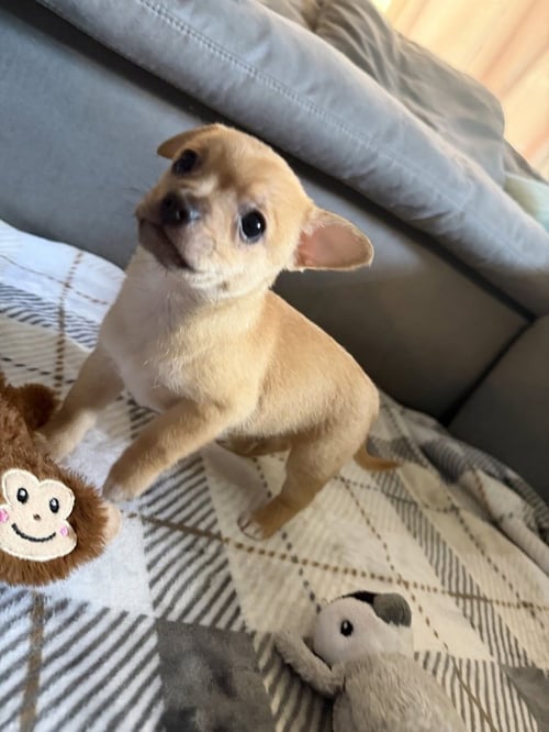 BANDIT - Chihuahua available for adoption