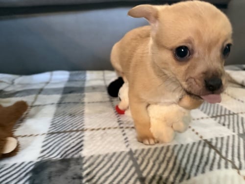 BANDIT - Chihuahua available for adoption