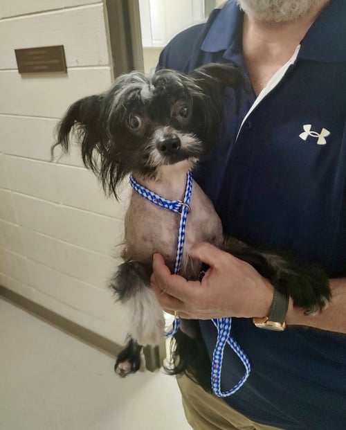 CLANCY - Chinese Crested-Hairless available for adoption