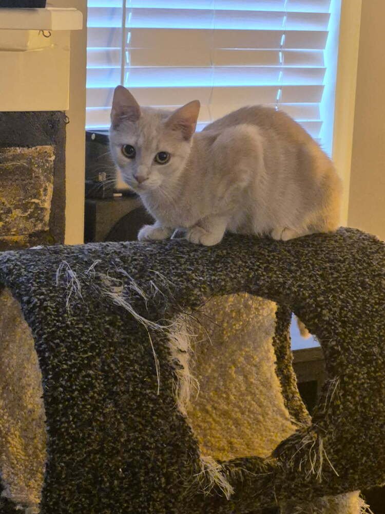 SCOUT - Domestic Short Hair available for adoption