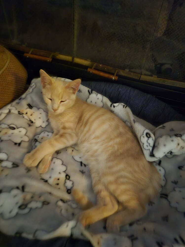 SCOUT - Domestic Short Hair available for adoption