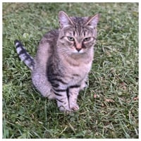 Poppie - Photo 1