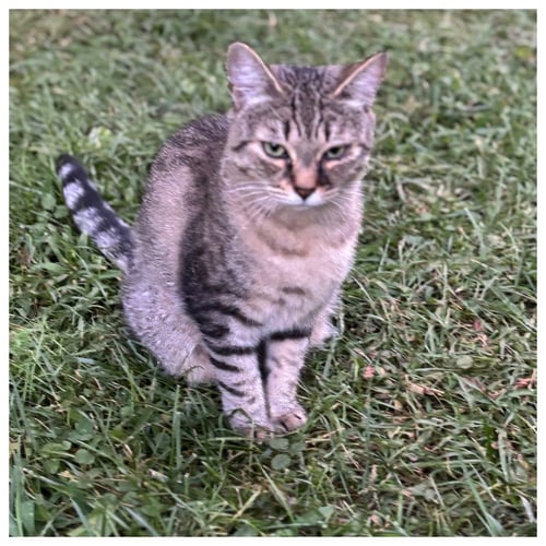 POPPIE - Domestic Short Hair for adoption in Charlotte