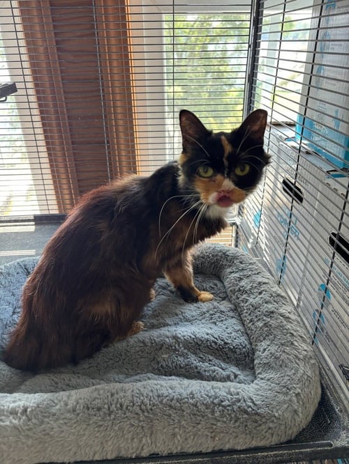SERAPHINA - Domestic Long Hair available for adoption