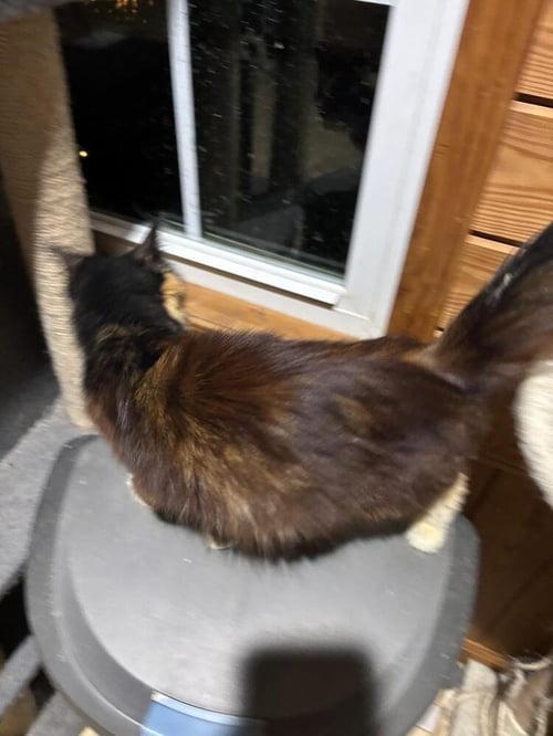 SERAPHINA - Domestic Long Hair available for adoption