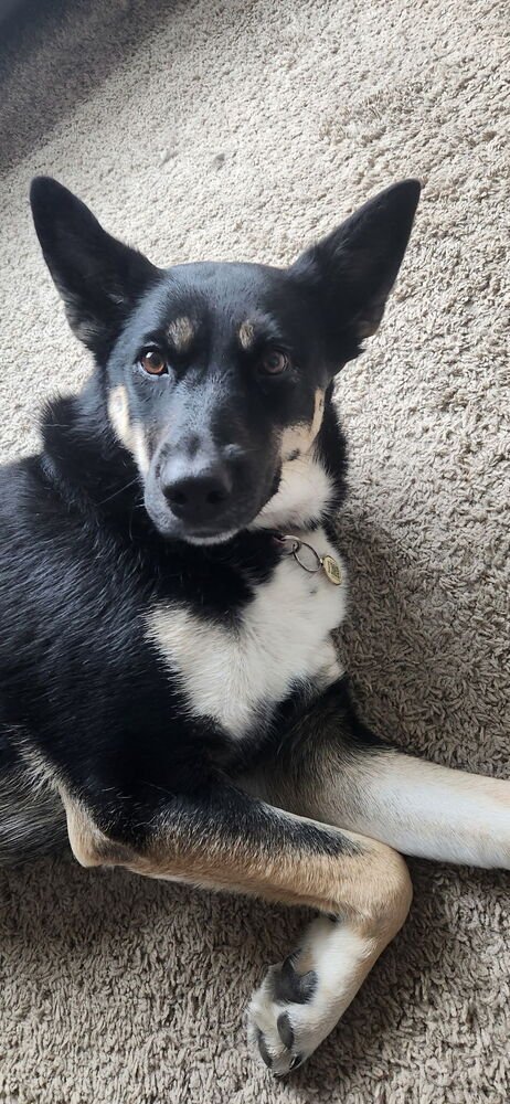 SIYAH - Shepherd available for adoption