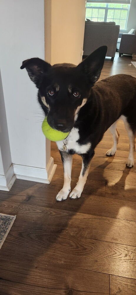 SIYAH - Shepherd available for adoption