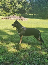 Siyah - Photo 4