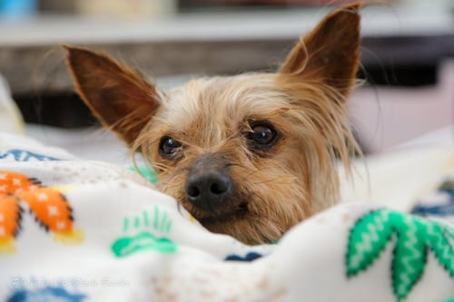 REGGIE - Yorkshire Terrier Yorkie available for adoption