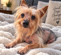 Reggie - Photo 4