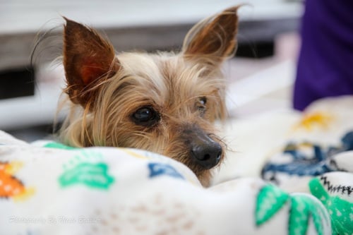 REGGIE - Yorkshire Terrier Yorkie available for adoption