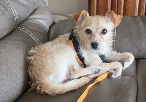 HENDRIX - Terrier available for adoption