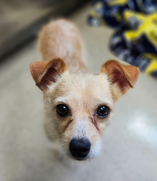 HENDRIX - Terrier available for adoption