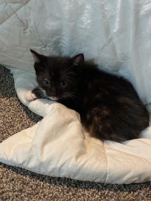 RHEA - Domestic Short Hair available for adoption