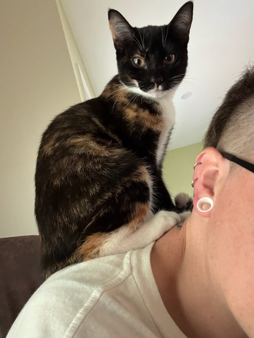 RHEA - Domestic Short Hair available for adoption