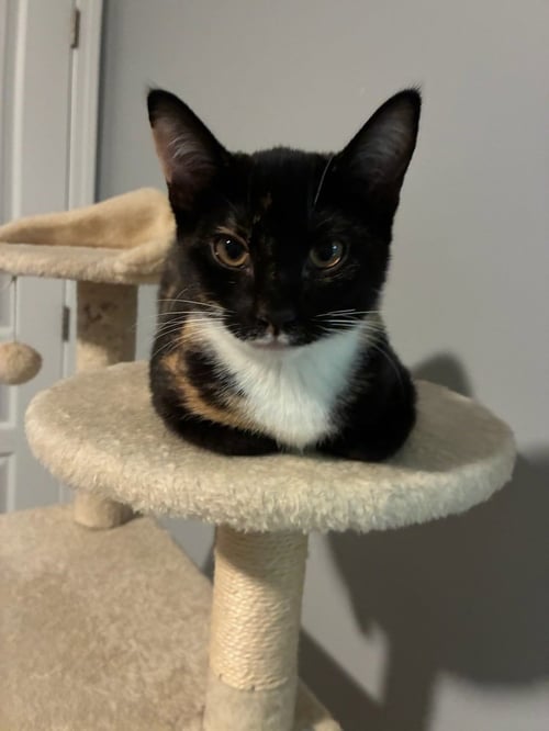 RHEA - Domestic Short Hair available for adoption