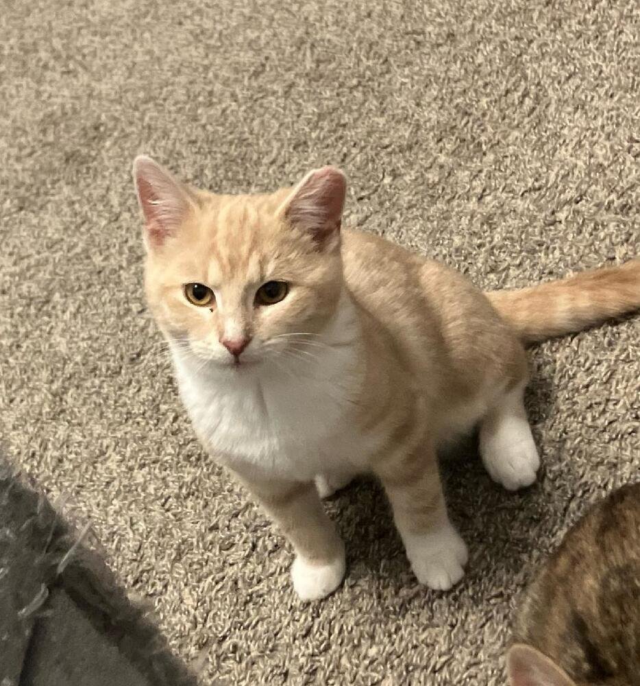 BEAU - Domestic Short Hair available for adoption