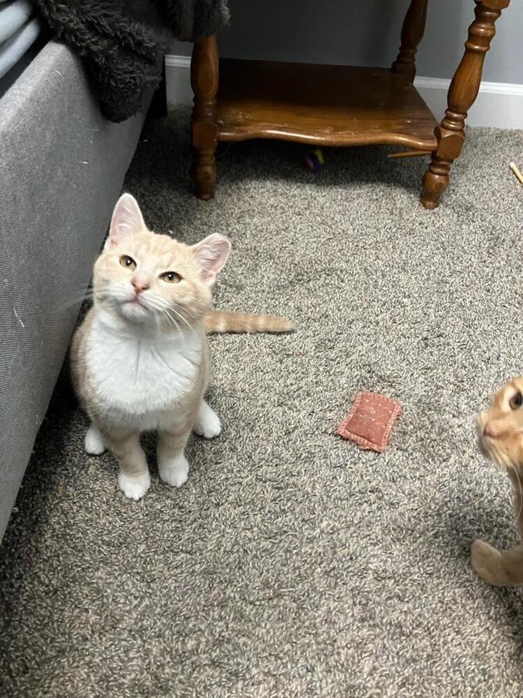 BEAU - Domestic Short Hair available for adoption