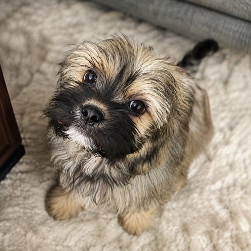 MILES - Terrier available for adoption