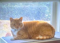 Garfield - Photo 2