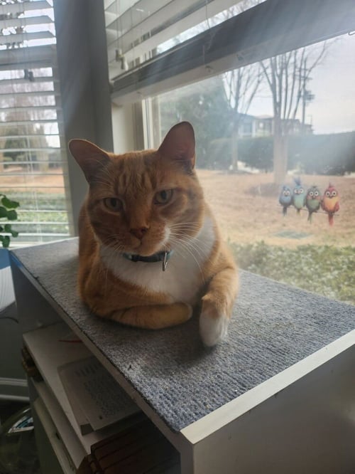 GARFIELD - Domestic Short Hair available for adoption