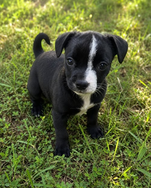THOMAS COLE - Miniature Schnauzer available for adoption