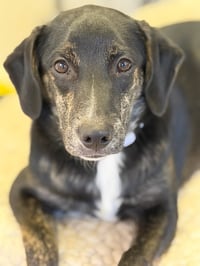 Ranger - Photo 4