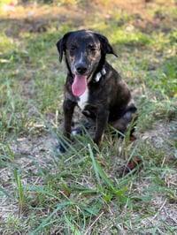Ranger - Photo 3