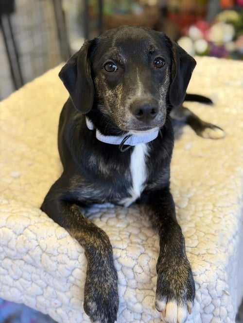 RANGER - Terrier available for adoption