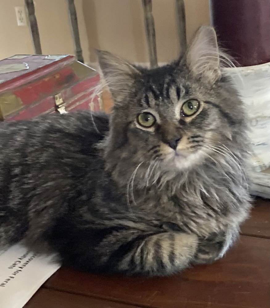 TRUFFLES - Domestic Long Hair available for adoption