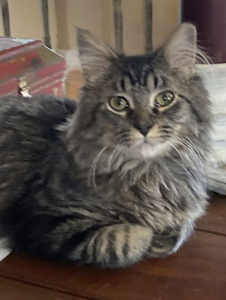 TRUFFLES - Domestic Long Hair available for adoption