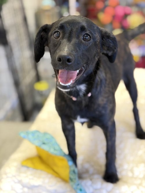 REECE - Terrier available for adoption