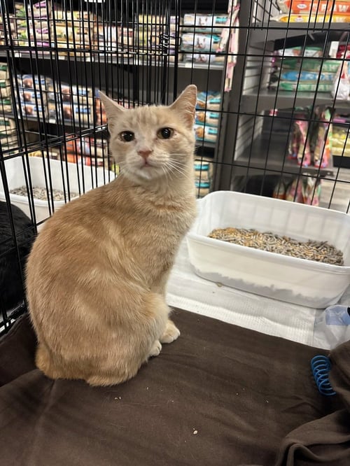 BUFFY - Domestic Short Hair available for adoption