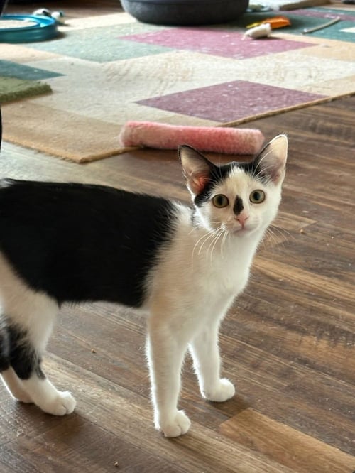 FRECKLE - Domestic Short Hair available for adoption
