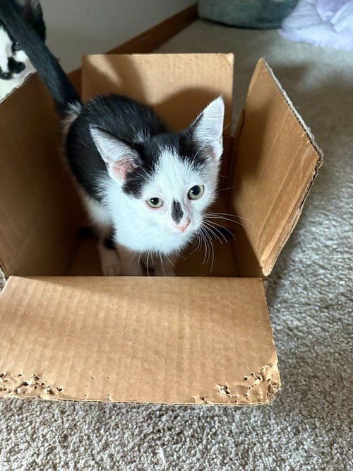 FRECKLE - Domestic Short Hair available for adoption