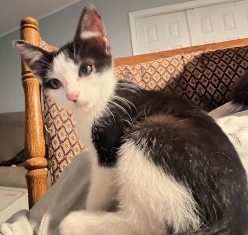 STELLA (B) - Domestic Short Hair available for adoption