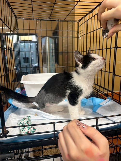 STELLA (B) - Domestic Short Hair available for adoption
