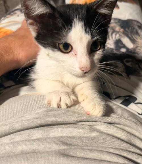 STELLA (B) - Domestic Short Hair available for adoption