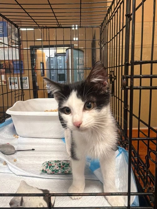STELLA (B) - Domestic Short Hair available for adoption