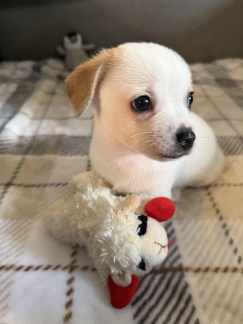 BLUEY - Chihuahua available for adoption